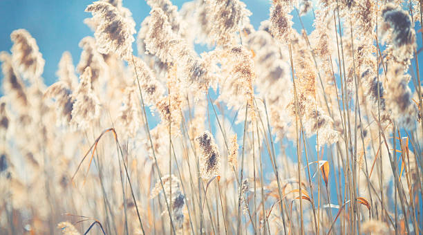 istock Reeds at the water 519462084