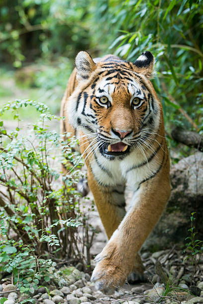 istock huge african tiger wakling trough wild bushes 519462247