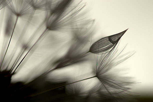 primer plano macro de diente de león punta - dandelion nature flower abstract fotografías e imágenes de stock