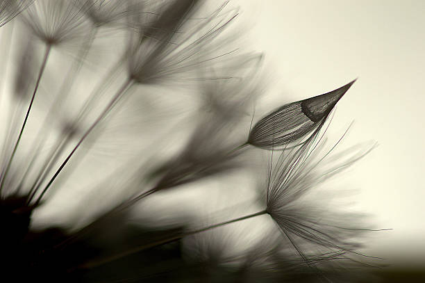 클로즈업 접사를 민들레 끝으로서 - dandelion nature flower abstract 뉴스 사진 이미지