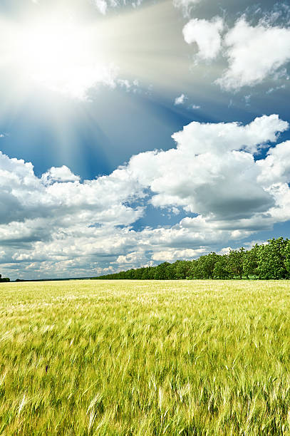 istock spring landscape, green field and blue cloudy sky 519463742