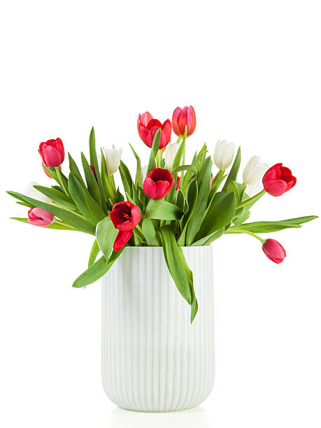 istock Tulip Bouquet in White vase isolated 519464026