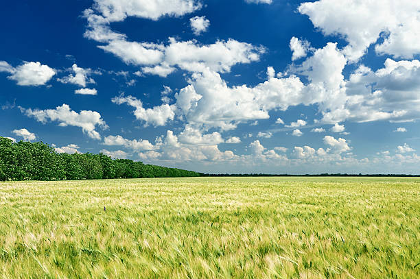 istock spring landscape, green field and blue cloudy sky 519464330