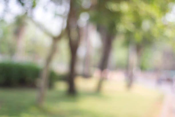 istock abstract green nature background with blurry bokeh defocused lights 519464394