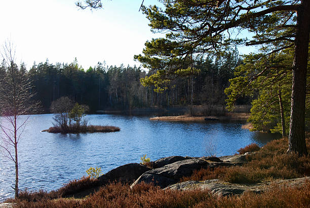 istock Lakeside view in the woods 519464538