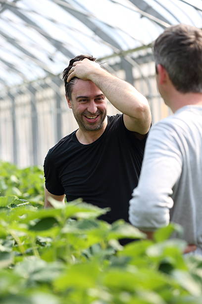 Farmer harvesting strawberries in a greenhouse.