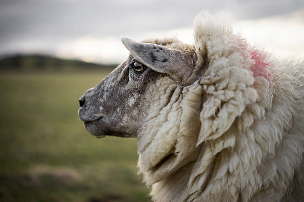 妊娠コッツウォルド種 - herdwick sheep ストックフォトと画像