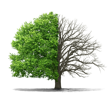 The concept of the dead and the living tree on a white background
