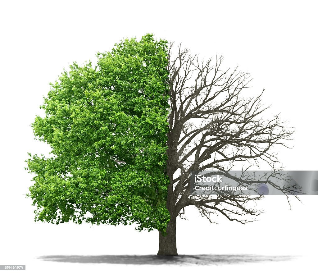The concept of the dead and the living tree The concept of the dead and the living tree on a white background Dead Stock Photo