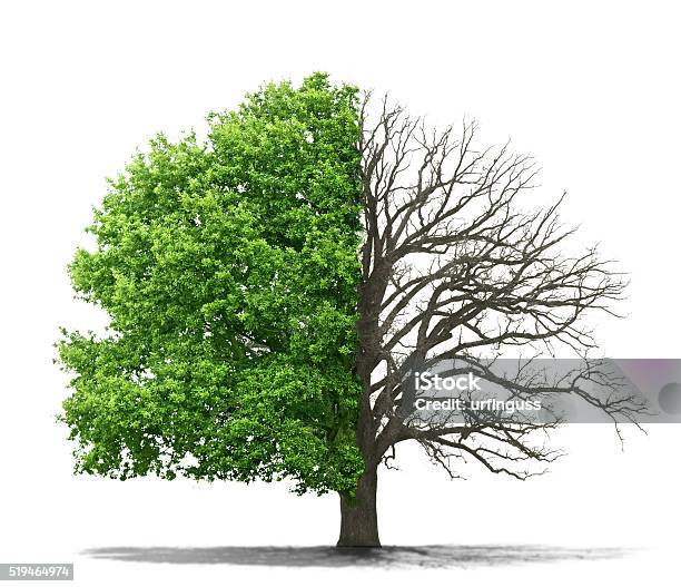 The Concept Of The Dead And The Living Tree Stock Photo - Download Image Now - Dead, Lifestyles, Tree