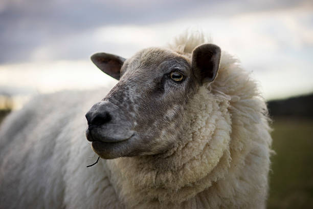 istock Pregnant Cotswold Sheep 519465762