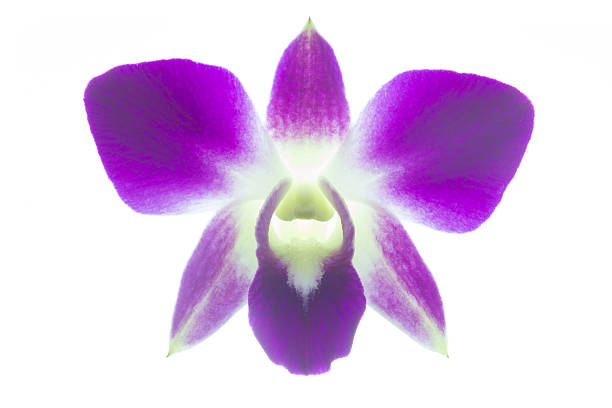 istock Close up orchid with water drop. 519465836