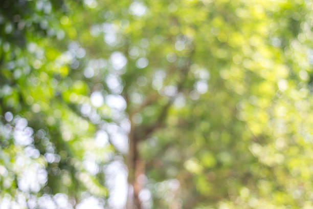 istock abstract green nature background with blurry bokeh defocused lights 519465902