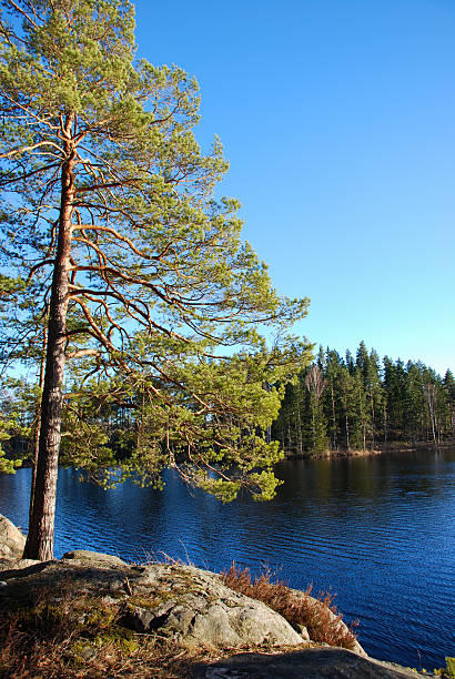 istock Pine tree by a lake in the woods 519466038