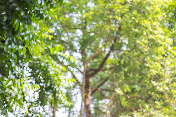 istock abstract green nature background with blurry bokeh defocused lights 519466060