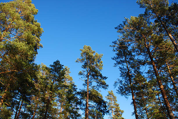 pino árbol superior del cielo azul - treetop sky tree high section fotografías e imágenes de stock