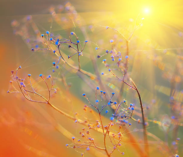 istock Dried flowers and plants on a background sunset. 519466224