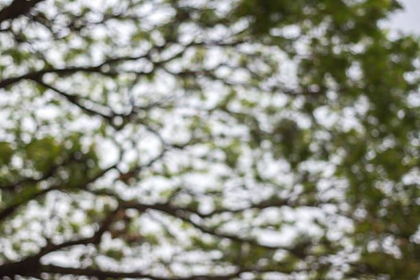 abstract green nature background with blurry bokeh defocused lights