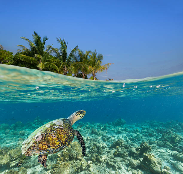 istock Underwater coral reef with tropical island 519469158