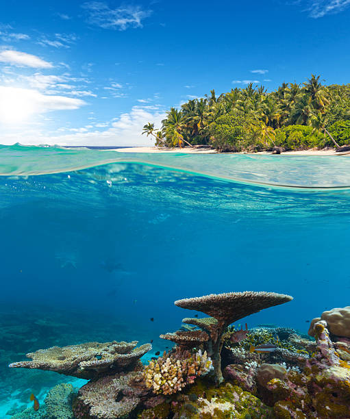 istock Underwater coral reef with tropical island 519469232