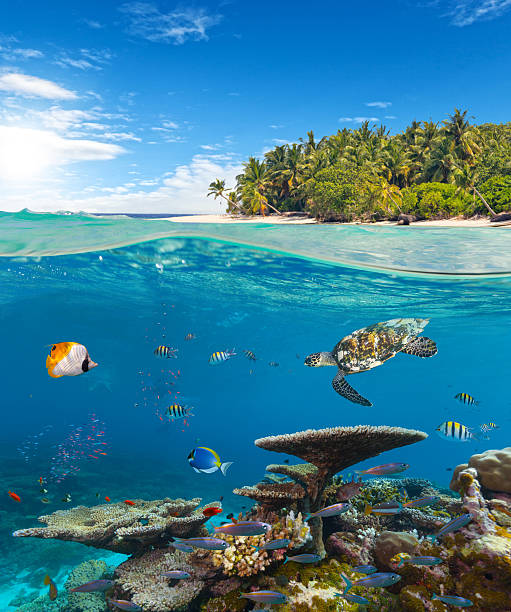 istock Underwater coral reef with tropical island 519469374