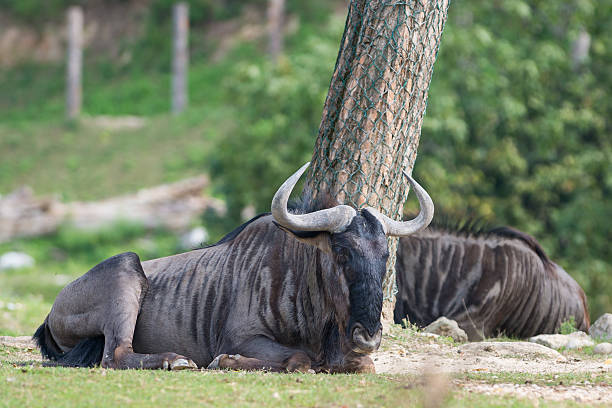 istock brown gnu lying on the meadow with huge horns 519471019