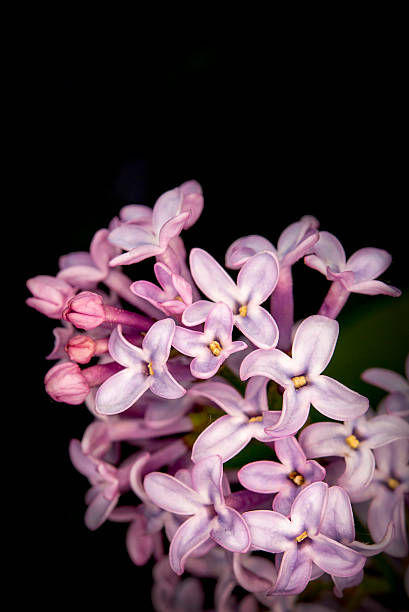 istock purple lilac with black background 519471086