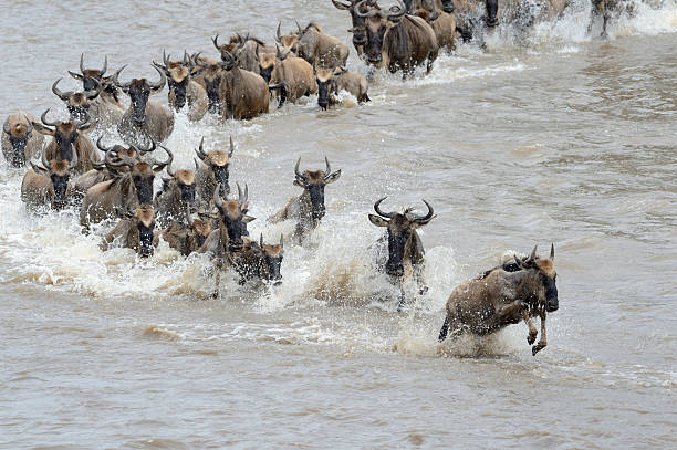 istock Wildebeest crossing the Mara river 519471528