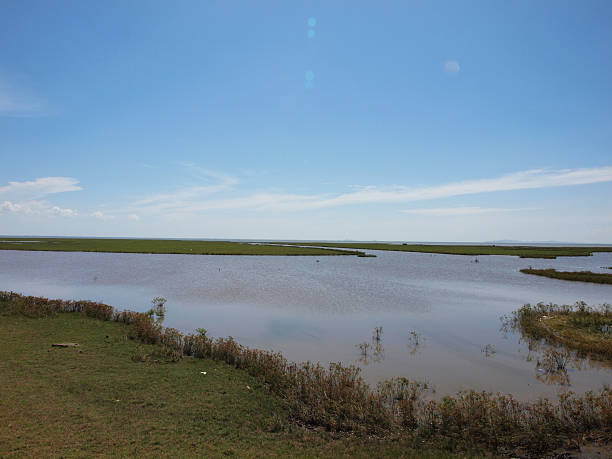 el pantano - fleld fotografías e imágenes de stock