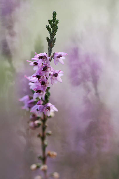 heather 있는 동안 썬라이즈 메도 - wildflower vibrant color outdoors full frame 뉴스 사진 이미지