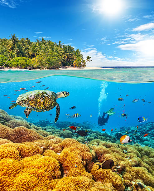 istock Underwater coral reef with scuba diver and turtle 519472632