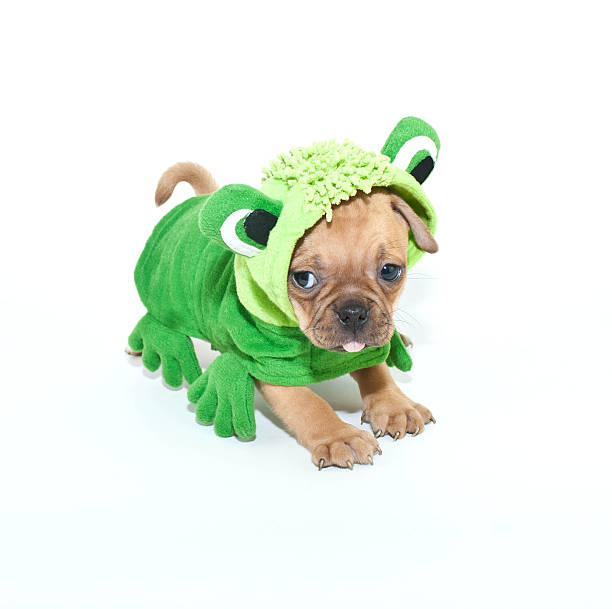 frogger puppy - frogger zdjęcia i obrazy z banku zdjęć