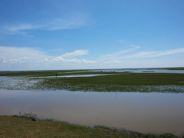 el pantano - fleld fotografías e imágenes de stock