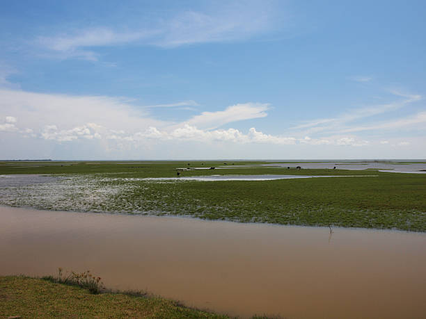 el pantano - fleld fotografías e imágenes de stock