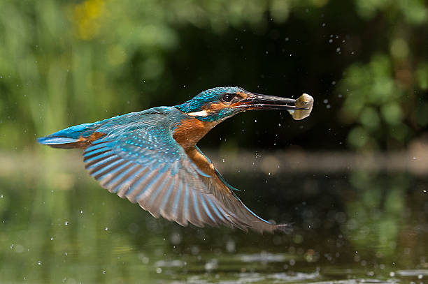 Flying Kingfisher with fish stock photo