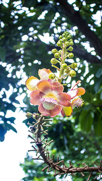 istock Flowers are naturally 519474335