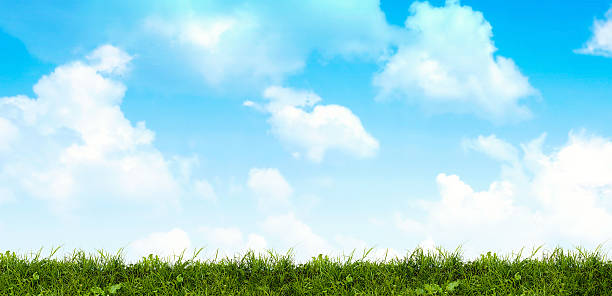 istock Lush green grass with blue sky background 519474432