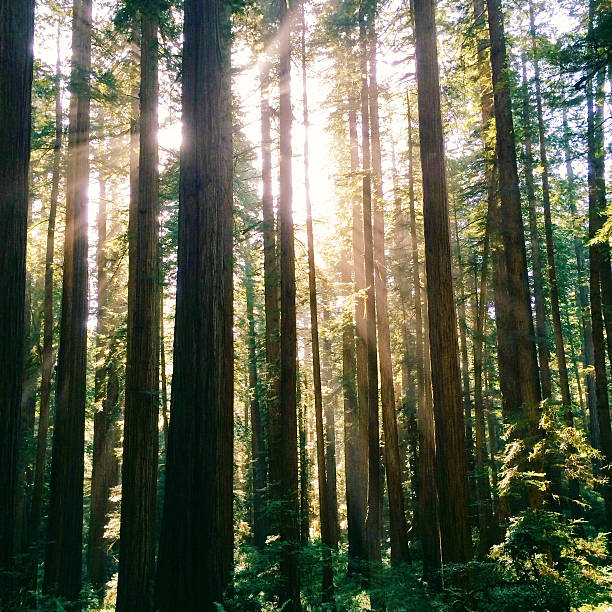 istock Sun beams streaking through trees in Redwood National Park 519474563
