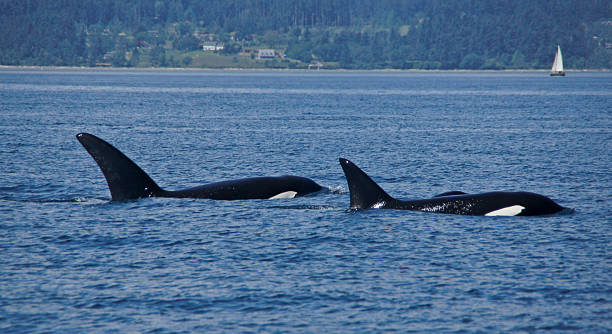 istock Pod Of Transient Orcas 519474619