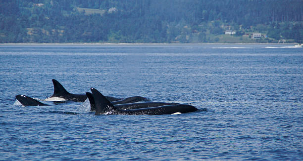istock Pod Of Transient Orcas 519475195
