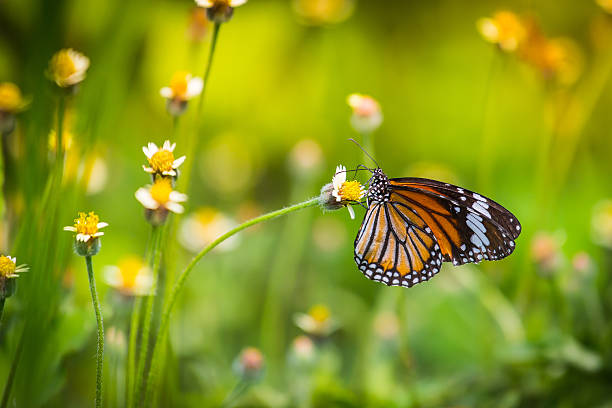 istock Butterflies in the field-1 519475889