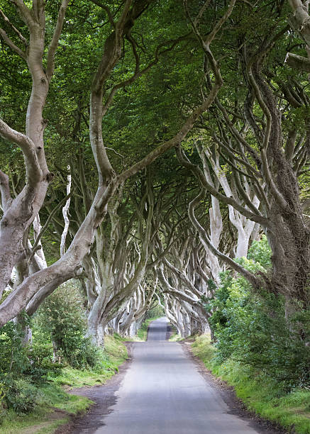 istock The Dark Hedges in Northern Ireland 519475936