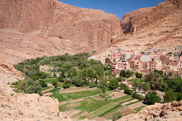 Palmery in Todra Gorge, Morocco stock photo