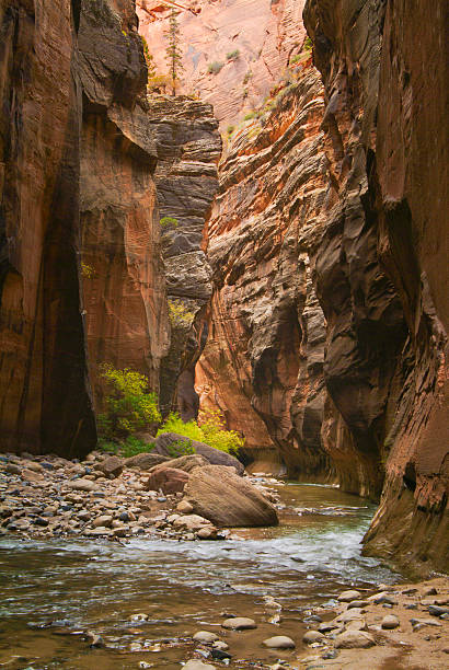 virgin river, die narrows-canyon, zion national park, utah, usa - zion narrows stock-fotos und bilder