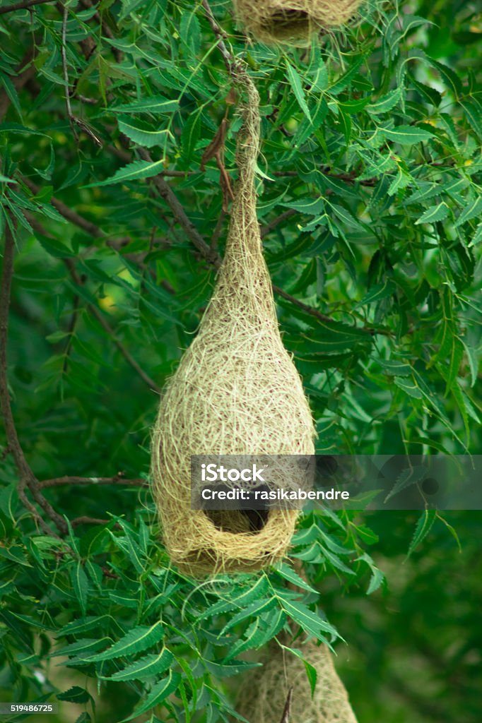 Bird's Nest nest of bird, home of ricebird, Ploceus philippinus, P. manyar, P. hypoxanthus, on tree Abstract Stock Photo