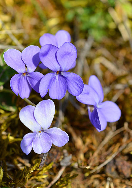 violet violets, fragrant violets, viola odorata, flower, flowers, scent, smell, aroma, bouquet of flowers, meadow, lawn, pasture, grassland, forest edge, purple, violet, perennial, grass, grass, grass, weed, weed, nature, landscape, season, spring, spring, hike, hiking, walk, shrubs, flowers, blooming, aroma, picking, ostrich, plant, garden, rock garden, spring messenger, forest floor, earth, medicinal plant, plants, seeds, propagation, march, april vermehrung stock pictures, royalty-free photos & images