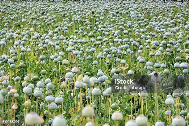 Opium Poppy Stock Photo - Download Image Now - Agricultural Field, Green Color, Horizontal