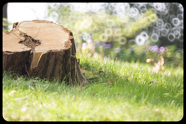 Stump on the sunny meadow
