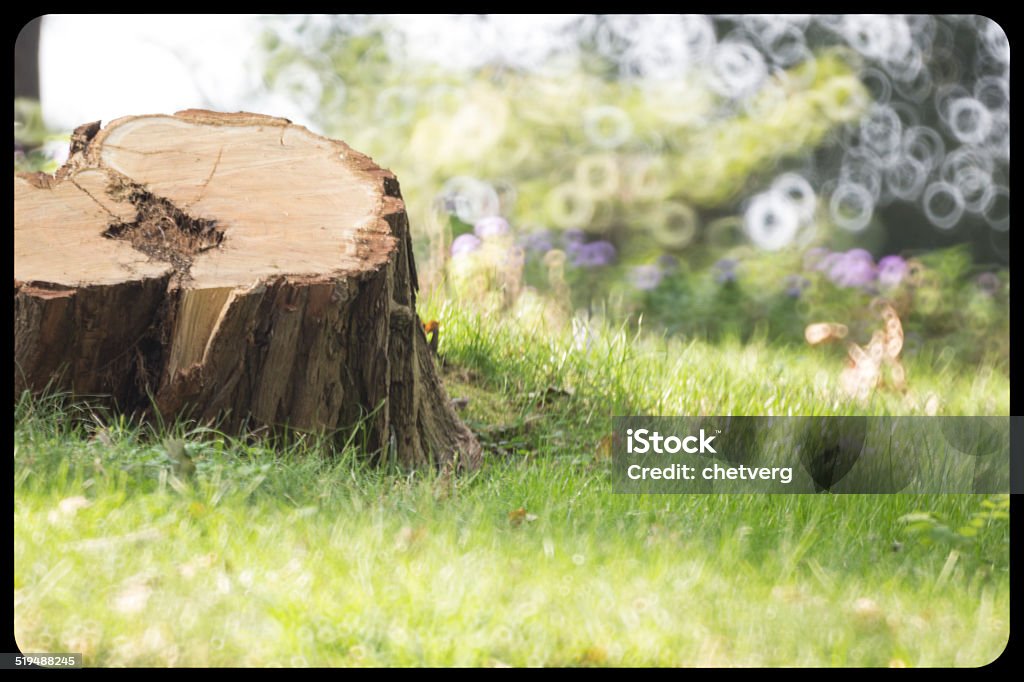 Stump on the sunny meadow Agricultural Field Stock Photo