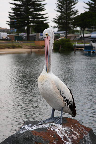 istock Australian Pelican on a rock 519488759